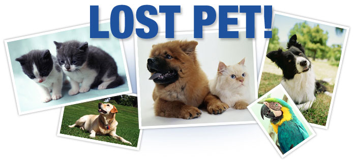 lost-pet